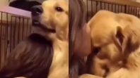 ¡Conmovedora reacción! Golden Retriever abraza a la mujer que lo adoptó./Foto: internet