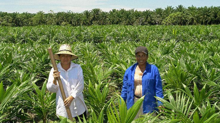 Se fortalece el cultivo de palma de aceite en Norte de Santander