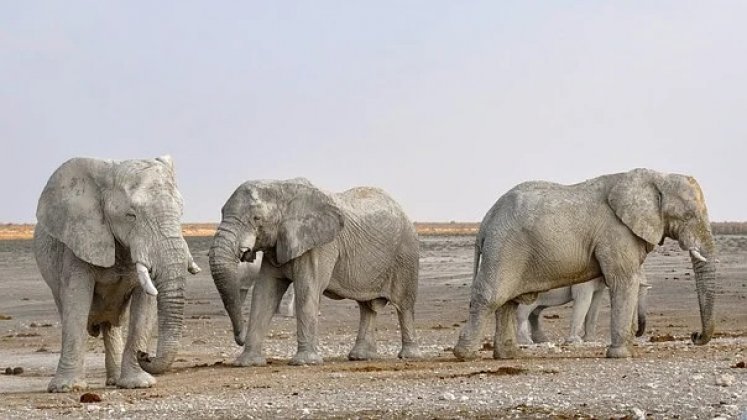 La población de elefantes africanos ha disminuido  en el último siglo debido a la caza furtiva. /Foto: Cortesía.