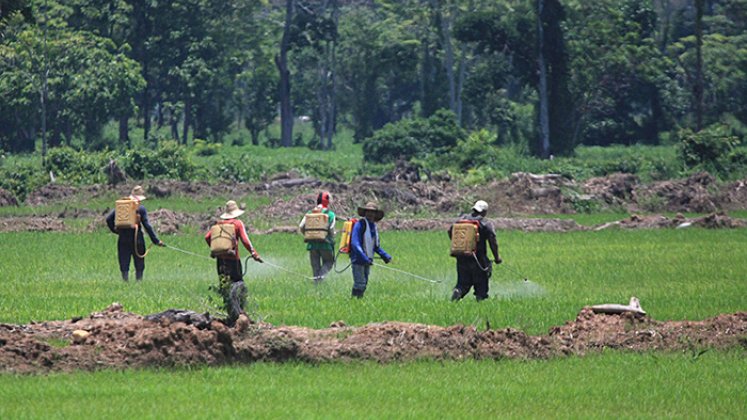 Desde el Ministerio de Agricultura vigilan la cosecha nacional de arroz para evitar la sobreproducción / Foto Archivo La Opinión