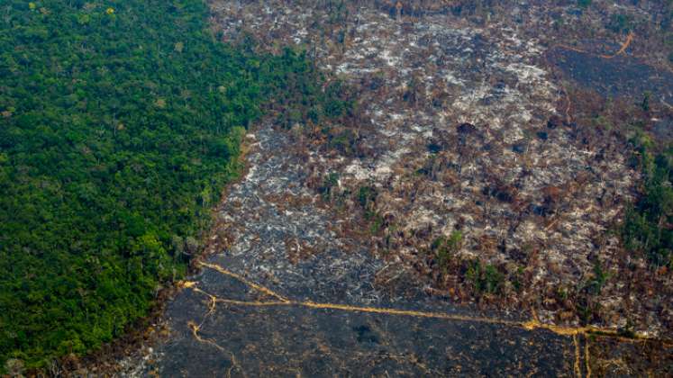La deforestación provocón la pérdida de una superficie equivalente al tamaño de Paraguay. / Foto: AFP