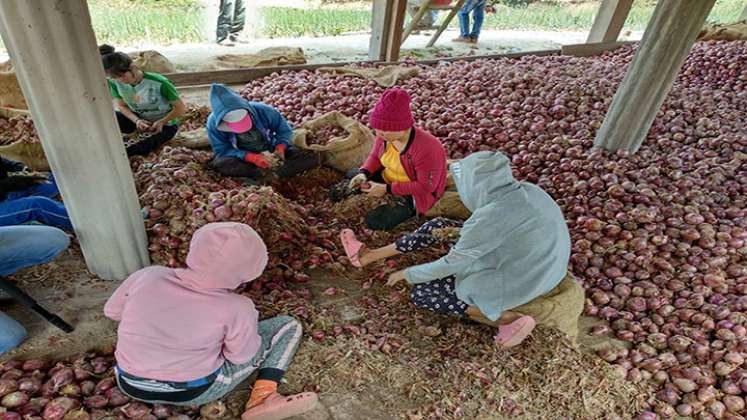 La Asociación de Municipios, provincia de Ocaña y sur del Cesar, buscan una salida a la problemática que enfrentan los productores de cebolla en la región.