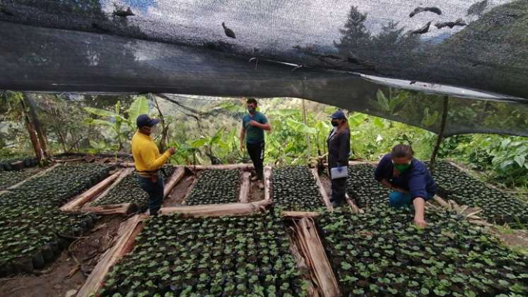 La familia ha sembrado 8.000 plantas de café, grano que ya cuenta con contrato de comercialización con la Cooperativa de Caficultores del Catatumbo (Cooperacafé). / Foto: Cotesía