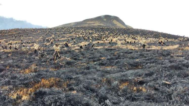 El suelo de páramo se afectó y quedaron destruidos frailejones y otras especies.