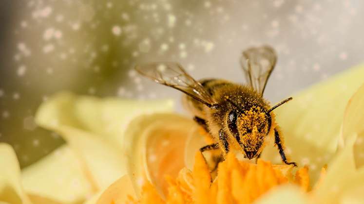 Los apicultores demandan acciones más audaces.
