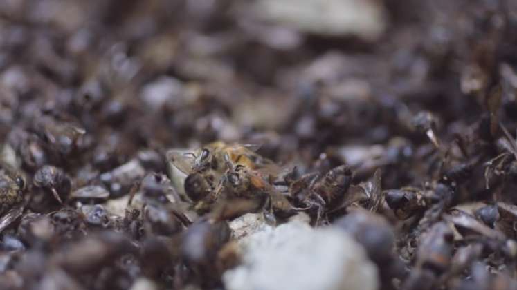 Millones de abejas mueren por los químicos. / Foto: AFP