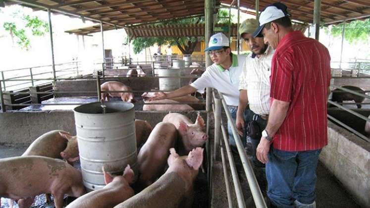 Porcicultores de Norte de Santander buscan mejorar técnicas para aumentar sus producciones. / Foto Archivo La Opinión