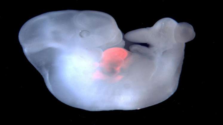 Embriones mono-humano abren puerta para clonación de órganos./FOTO: Tomada de internet