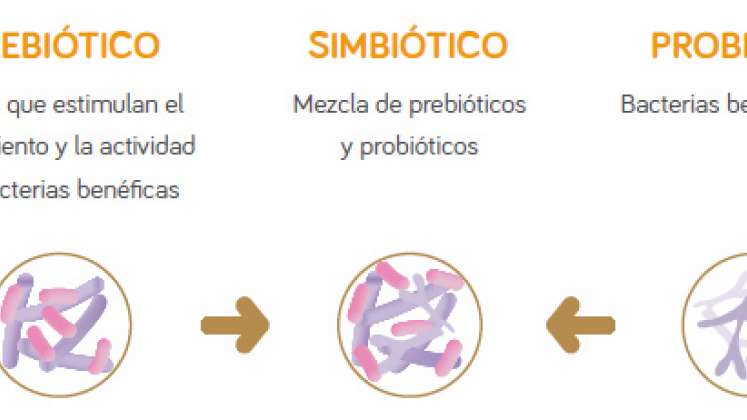 Los probióticos son microorganismos vivos destinados a mantener o aumentar las bacterias "buenas" (microbiota equilibrada) del cuerpo.