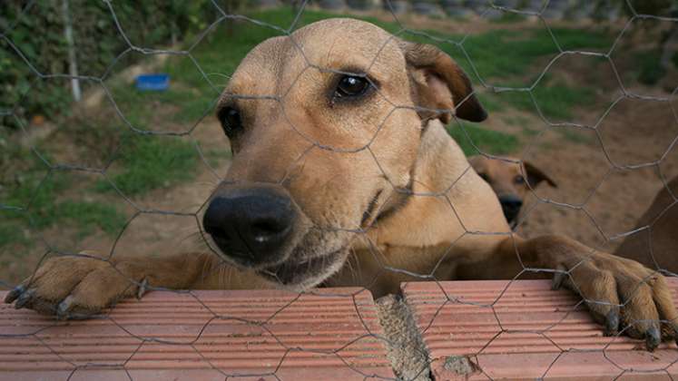 Hay unos 150 refugios de perros y gatos abandonados existentes en el área metropolitana de Cúcuta/ Foto: Juan Pablo Cohen