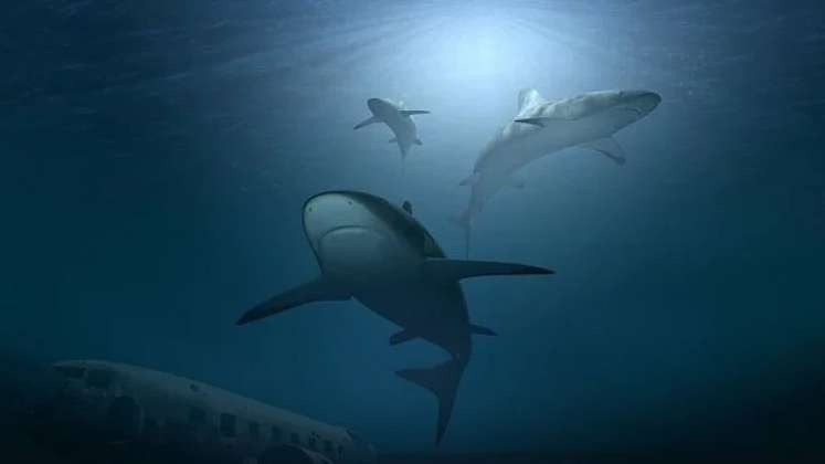Los tiburones marcan sus recorridos. / Foto: Cortesía