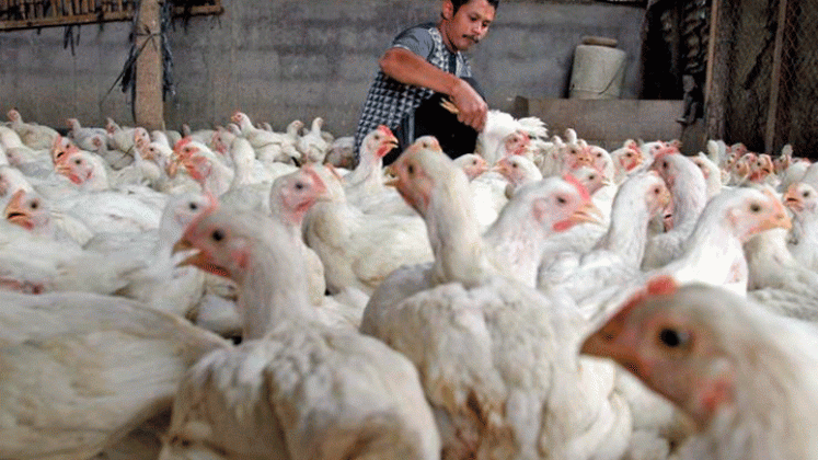 Hasta ahora no se había registrado en el mundo ningún contagio humano de gripe aviar, aunque China dice que el riesgo de propagación es bajo./ Foto internet 