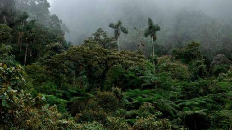 El corredor ecológico entre el bosque Niebla–El Globo, en Támesis (Antioquia), es fundamental para proteger 294 especies de aves, 24 de reptiles, 8 de anfibios, entre otros.