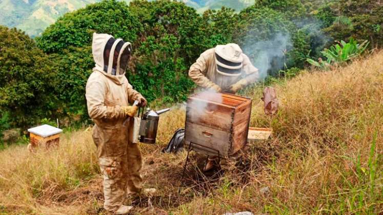 El humo sirve para disipar las abejas mientras se extrae la miel.