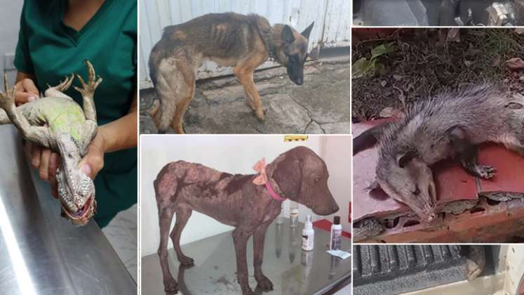 Perros, gatos y animales silvestres, como zarigüeyas e iguanas, han sido rescatados por animalistas, luego de ser maltratados o abandonados. / Fotos: Cortesía