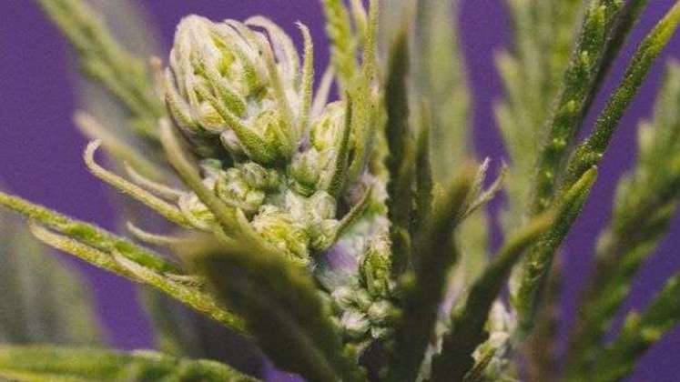 Estas son las ventajas de la exportación de flor seca de cannabis para Colombia 