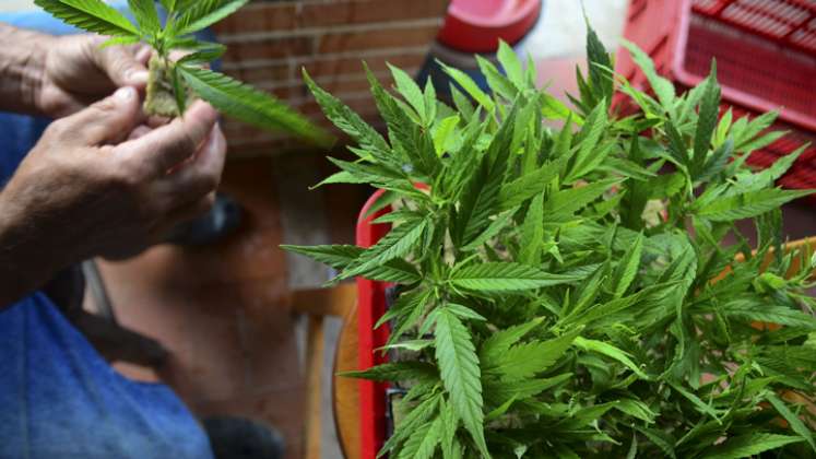 Estas son las ventajas de la exportación de flor seca de cannabis para Colombia 