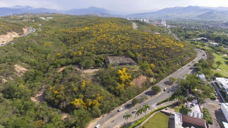 En la zona donde se pretendió desarrollar el proyecto urbanístico de la Constructora Amarilo, además de bosque seco hay abundantes cañaguates. / Foto: Archivo