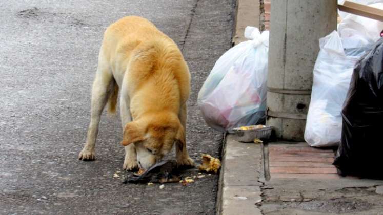 Los animales que habitan las calles y parques de la ciudad son los más afectados al ingerir alientos contaminados. Foto: archivo La Opinión
