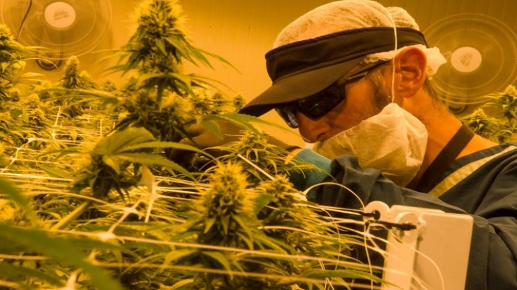 La creciente industria del cannabis en Colombia se perfila como potencial líder mundial de este mercado./Foto: Colprensa