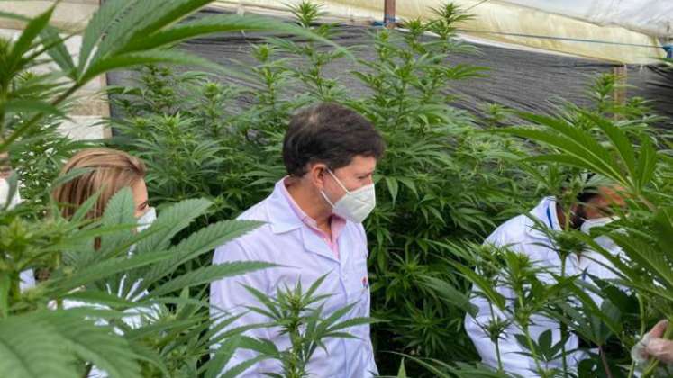 Cannabis medicinal generaría negocios por US$1.700 millones para Colombia
