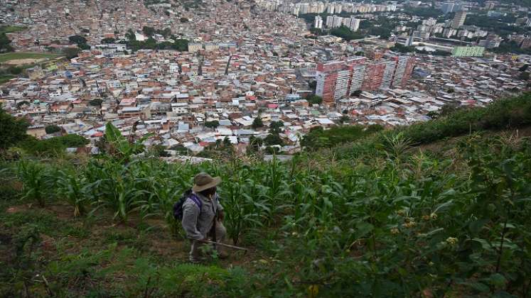 En los cerros de Caracas muchas familias han recurrido a las huertas caseras como alternativa para ajustar la alimentación. / Foto AFP