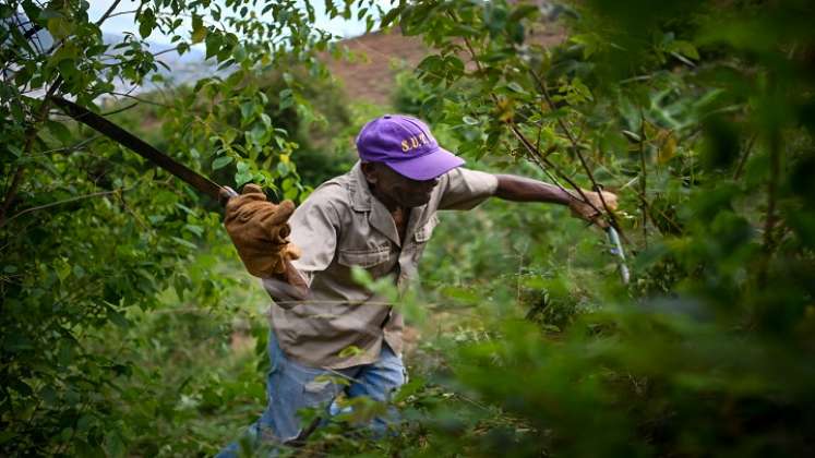 La vida ha mejorado un poco para estos caraqueños, desde que cultivan sus productos alimenticios en la ladera. / Foto AFP