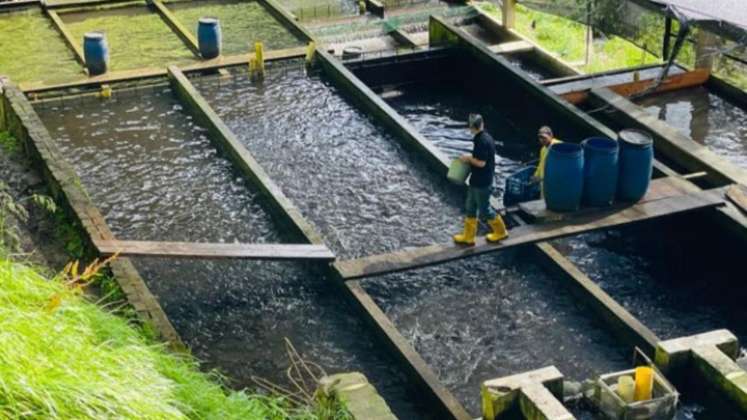 En 29 estanques  crían truchas que comercializan en Bucaramanga y Cúcuta./ Foto: Cortesía