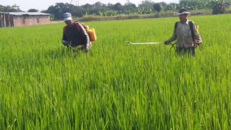 Producción de arroz en la región 
