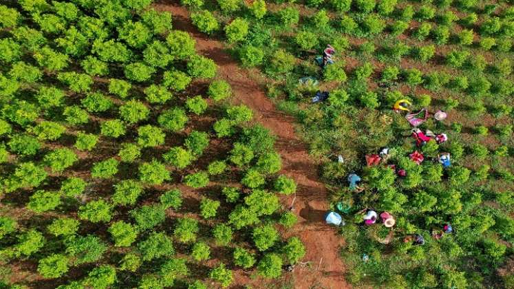 En 2020 Colombia logró reducir los cultivos hasta las 143.000 hectáreas después del récord de 2017./AFP