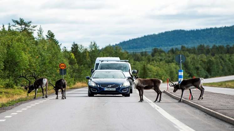 "Aquí criamos renos desde hacer al menos mil años", afirma Tomas Kuhmunen, miembro de la comunidad sami. /AFP