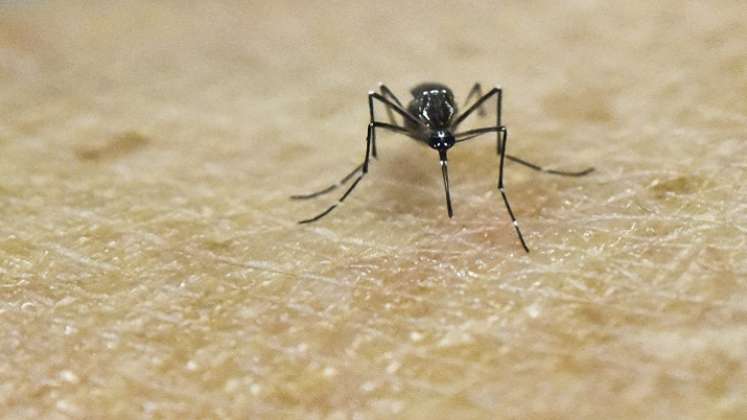 Dengue, ecial durante esta época de lluvias donde se incrementan los casos de transmisión.