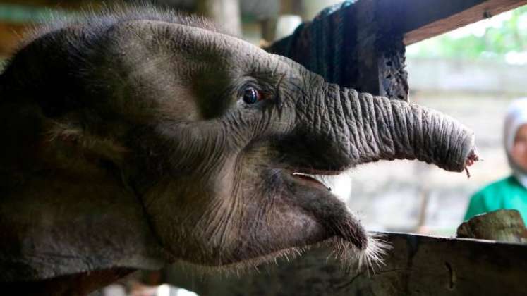 Murió cría de elefante tras perder la trompa en una trampa en Indonesia