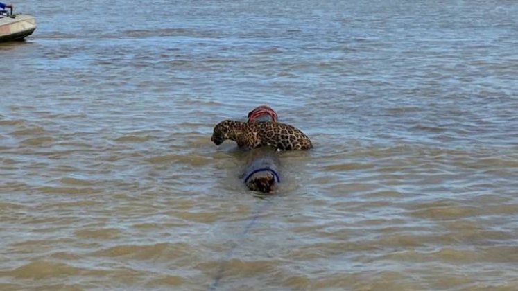 Armada rescata a un jaguar en medio de las aguas de Urabá