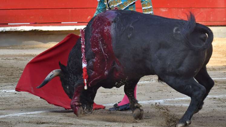 El regreso de las corridas de toros enciende la polémica en Ábrego. / Foto: Archivo