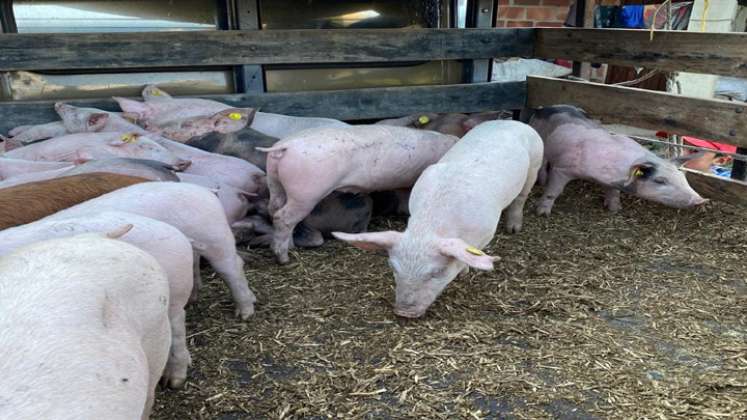 Los campesinos deben mantener la producción de cerdos, como sostén de la familia. Foto: Cortesía/La Opinión.