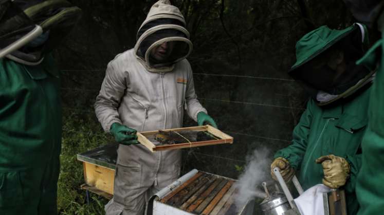 Los demandantes buscan que por la muerte masiva de abejas, por el uso de los insecticidas, se declaren responsables conjuntamente a la Nación y las autoridades del sector agricultura y ambiente. / Foto: Colprensa