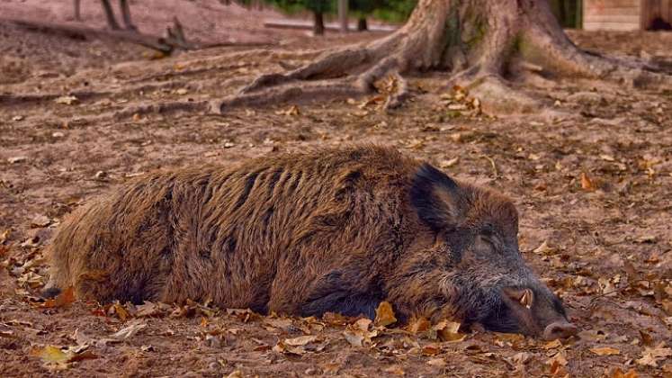 Detectan caso de peste porcina africana./Foto: internet