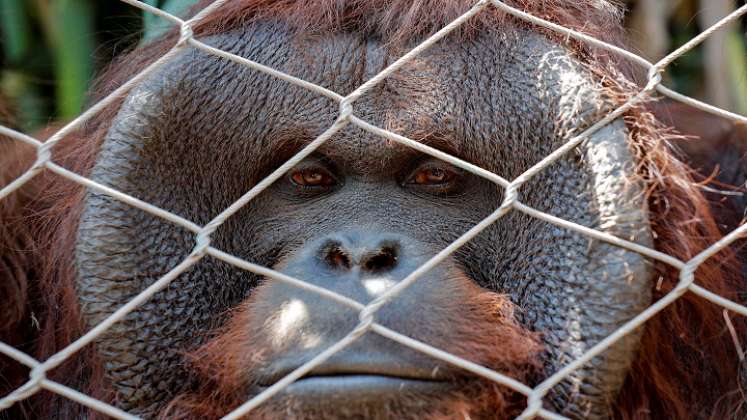 Con 26 años de vida, Sandai es un ejemplar de orangután único en Sudamérica, con un gran potencial para la reproducción de una especie bajo amenaza crítica de extinción./ AFP