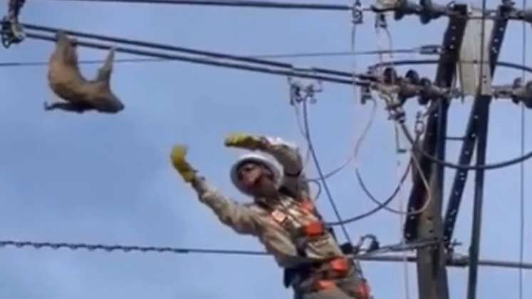 Emocionante rescate de un perezoso que colgaba de un cable de energía