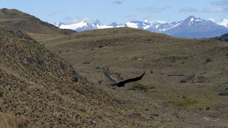Cóndores recobran nueva vida salvaje en reserva natural de la Patagonia de Chile./Foto: AFP