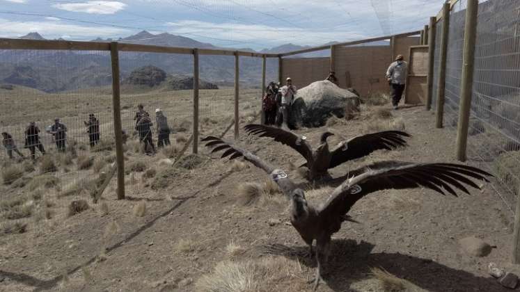 Cóndores recobran nueva vida salvaje en reserva natural de la Patagonia de Chile./Foto: AFP