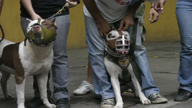 La Ley 746 de 2002 precisa que si un perro potencialmente peligroso ataca a una persona puede ser sacrificado. /Foto: Archivo/La Opinión