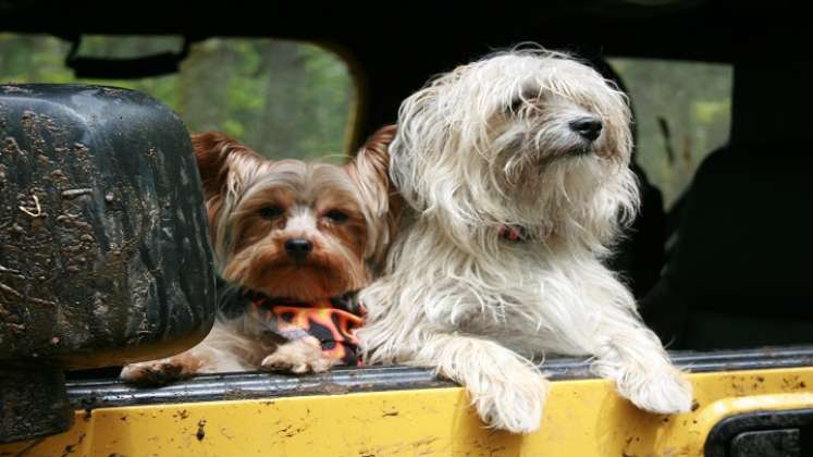 Mascotas en carros /Foto: Cortesía