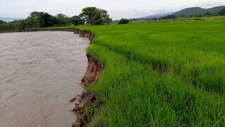 Lluvias han afectado los cultivos de arroz en la región 