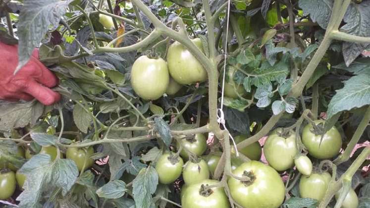 En 50% se estima la reducción de los cultivos de tomates en el campo tachirense en lo que va de año. Foto cortesía / La Opinión 