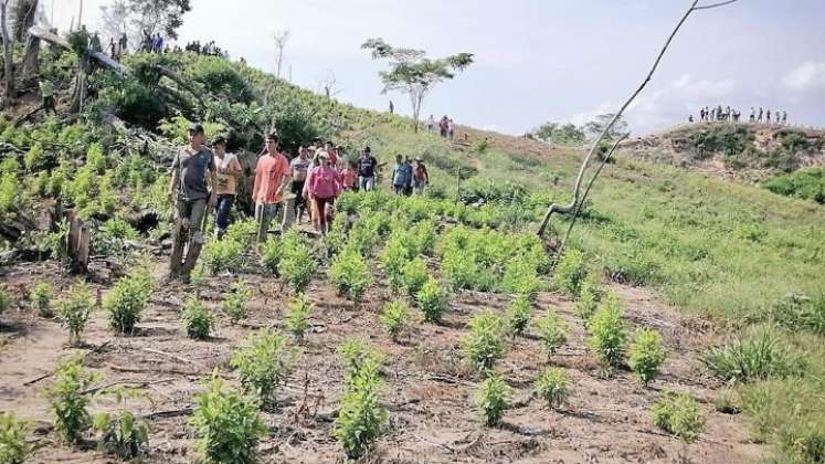 En Norte de Santander los cultivos  de coca siguen aumentando