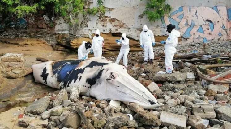 Hallan muerta una ballena de más de tres toneladas en playa de Panamá./Foto: internet