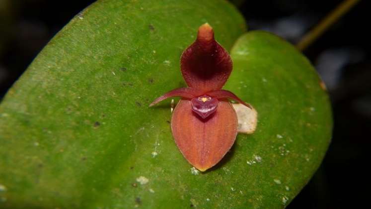 Orquídea. / Foto. Colprensa