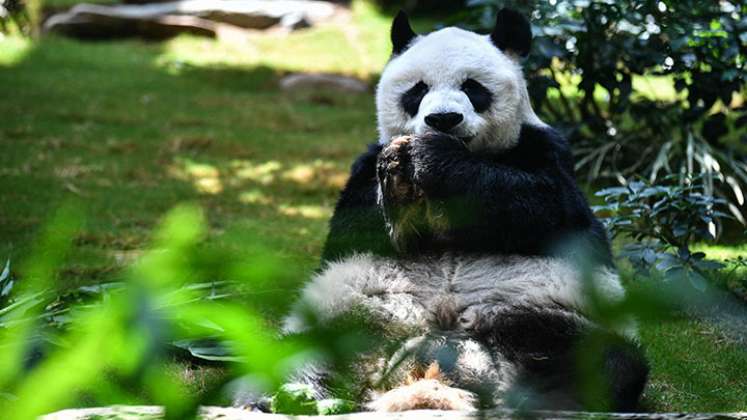 El panda macho más longevo en cautividad muere en Hong Kong./Foto: AFP
